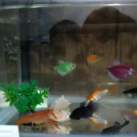 لابستر|ماهی|شیراز, کوشک میدان|دیوار