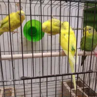 مرغ عشق|پرنده|بوشهر, |دیوار