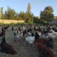 مرغ تخم گذار نژاد گلپایگان