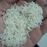 برنج صدری دمسیاه اعلا درجه یک خشک خرمن کوبی