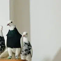 نر طوقی سیاه و زرین فوق درشت شش دانگ|پرنده|اهواز, سپیدار|دیوار