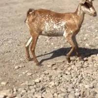 بز از بندر|حیوانات مزرعه|اردستان, |دیوار