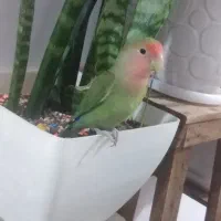 طوطی برزیلی