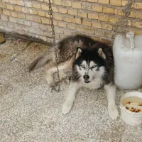 سگ هاسکی|سگ|بندر ماهشهر, |دیوار