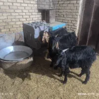 بز و بزغاله