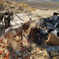 میش کهره کیلی|حیوانات مزرعه|درودزن, |دیوار