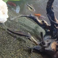 ۲ تا پلاتی ماده و ۱ سوارتیل ماده معاوضه با گوپی