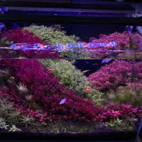 آکواریوم هلندی با تمام تجهیزات و ماهی و گیاه