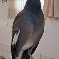 مرغ مینا دستی باهوش ، سخنگو