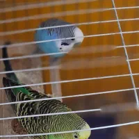 یک جفت مرغ عشق و فنچ|پرنده|اردکان, |دیوار