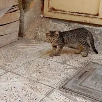 واگذاری گربه