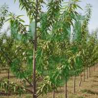 جشنواره پاییزی فروش نـهــال تا 40٪ تخفیف ویژه|خدمات باغبانی و درختکاری|اردبیل, |دیوار