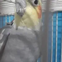 عروس هلندی سالم وشاداب