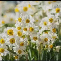 گل نرگس شیراز|گل و گیاه طبیعی|یزد, |دیوار