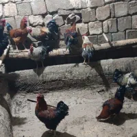 خروس
