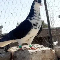 نقش کفتر