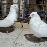 دمبی|پرنده|اهواز, شهرک حفاری|دیوار