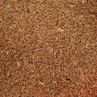 ۲۰تن گندم پیشگام|حراج|گیان, |دیوار