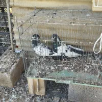 قارنی قره پرشی و ۳۰دنه آتیلما|پرنده|مشگین شهر, |دیوار