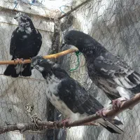 کبوتر درجه یک|پرنده|دلیجان, |دیوار