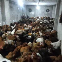 مرغ محلی تخم گزار