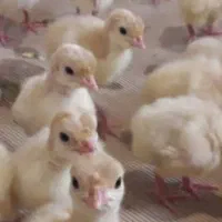 جوجه بوقلمون زرین بیوتی یکروزه