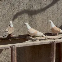 کبوتر کله سفید کلاغ کربلایی