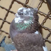 کفتر|پرنده|شاهرود, |دیوار