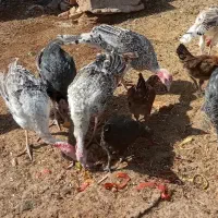 بوقلمون محلی