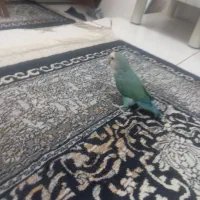 طوطی برزیلی سبز صورتش سفید