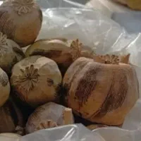 گل مصنوعی خشخاش وحریر|گل و گیاه طبیعی|رودشت (چهارمحال و بختیاری), |دیوار