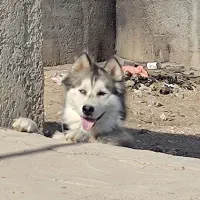 سگ هاسکی نر