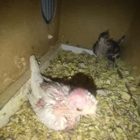 فروش جوجه عروس هلندی آلبینو و وایت فیس|پرنده|آبادان, |دیوار