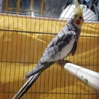 عروس هلندی نر دستی|پرنده|فیروزآباد (فارس), |دیوار