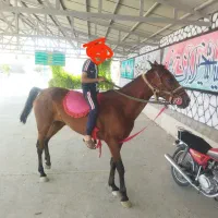 اسب مادیان کورد