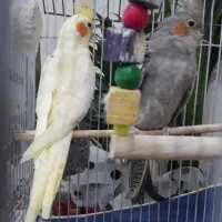 عروس هلندی|پرنده|محمدشهر, محمدشهر|دیوار