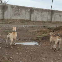 سگ سرابی پنج ماهه|سگ|قشلاق دشت, |دیوار