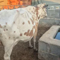 گاو با گوساله ماده