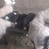 میش بره دار چهار تا نر یکی ماده بره ها بزرگ