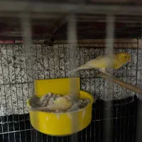 جفت قناری رسمی بلند با تخم