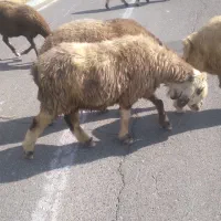 گوسفند