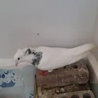 کبوتر|پرنده|مرند, |دیوار