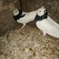 کفتر طوقی|پرنده|بم, |دیوار