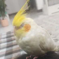 پرنده عروس هلندی گمشده