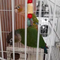 گرینچیک مولد|پرنده|کرج, کرج نو|دیوار