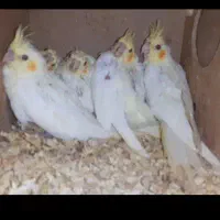 جفت عروس هلندی لوتینو با دوتا جوجه یکماهه|پرنده|شوشتر, |دیوار