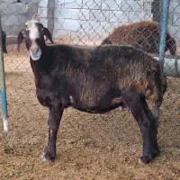 گوسفند چاق