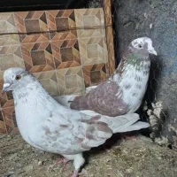 چند جفت کبوتر پرشی|پرنده|مبارکه, |دیوار