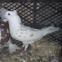 کفتر کبوتر|پرنده|نسیم‌شهر, |دیوار