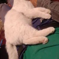 گربه خانگی نژاد پرشین ۷ماهه|گربه|یاسوج, |دیوار